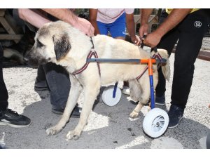 Gölbaşı Belediyesinden engelli sokak hayvanlarına yaşam desteği