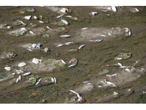 Üzülmez Deresi’nde yüzlerce ölü balık bulundu