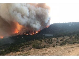 Bolu’da, orman yangınında 1 dönümlük alan zarar gördü
