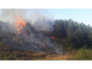 Kastamonu’da ormanlık alanda çıkan yangın rüzgar nedeniyle kontrol altına alınamıyor