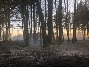 Kastamonu’da balya makinesinden sıçrayan kıvılcım ormanı yaktı