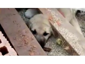 Tuğla yığını arasına sıkışan köpek yavrusu 2 saatte kutarıldı