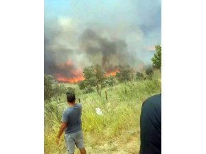 Tekirdağ’da korkutan yangın: 100 dönüm zeytinlik alan cayır cayır yandı