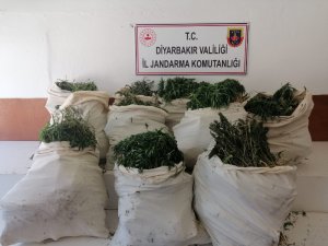 Diyarbakır’da 975 bin kök Hint keneviri, 176 kilo kubar esrar ele geçirildi
