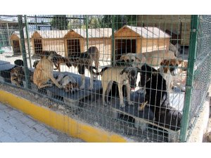 Hayvan barınağında işkence iddialarına yalanlama
