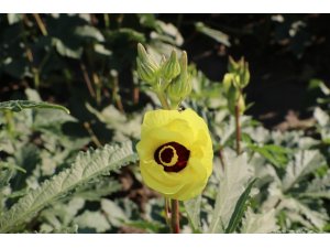 Amasya’nın tescilli “gram altını”: Çiçek bamyası