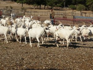Saanen keçileri hem ormanı kurtardı hem de köylülerin gelirini arttırdı
