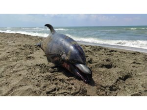 Ölü yunus balığı karaya vurdu