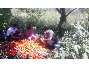 Yeşilyurt Belediyesinden fide desteği alanlara hasat yardımı