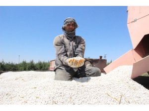 Karaman’da kuru fasulye hasadı başladı