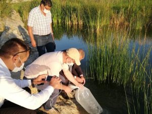 Bartın Üniversitesi’ndeki gölete 5 bin yavru sazan balığı bırakıldı