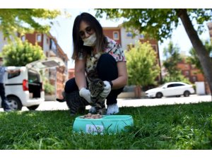 Sokak hayvanları için bir kap su bir kap mama