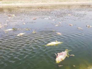Sultan Sazlığı’nda korkutan balık ölümleri