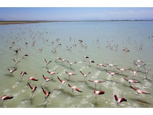 Flamingolar Arin Gölü’nü renklendiriyor