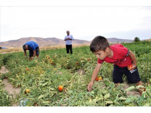 Elazığ’da, müşteriler tarlada kendi sebzesini toplayarak satın alıyor