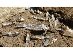 Ölü balıklar gölet kıyısına vurdu