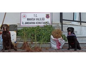 Manisa’da drone ve narkotik köpek destekli uyuşturucu operasyonu