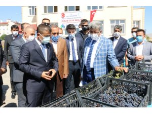 Erciş Belediyesi üzüm bağlarının bağ bozumunu yaptı
