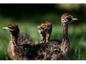 Bursa Hayvanat Bahçesi’nde devekuşu yavrusu sevinci yaşanıyor