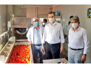 Esgin’den domates üreticisine bir müjde daha