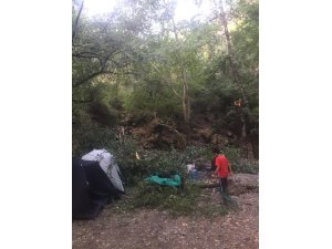 Kampçıların üzerine ağaç devrildi: 1’i ağır 4 yaralı
