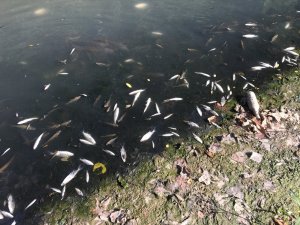 Bartın Irmağı’nda yüzlerce balık ölüsü kıyıya vurdu