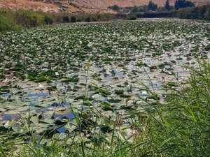 Nilüfer Gölü koruma altına alınmayı bekliyor