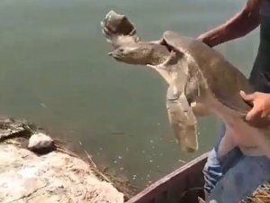 Çuvala dolanmış Nil kaplumbağası bulundu