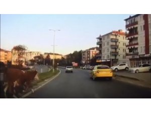 Yola fırlayan inekler kazaya sebep oluyordu