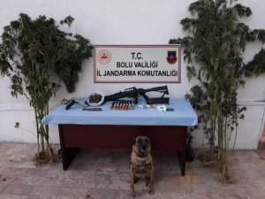 Bolu’da, kenevir yetiştirilen eve operasyon: 2 gözaltı