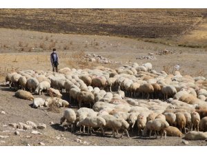 Sivas’ta hedef 1 milyon Kangal Akkaraman koyunu
