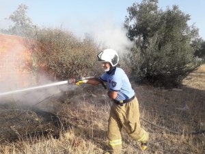 Burhaniye’de ot yangını zeytin ağaçlarına zarar verdi