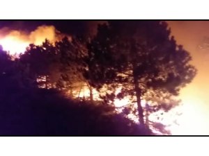 İzmir’deki orman yangını sonrası ağır bilanço: Onlarca hektar ormanlık alan küle döndü