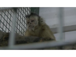 Hayvanat bahçesinden firar eden maymun elektrik akımına kapılarak yaralandı