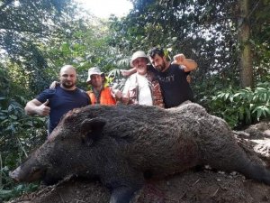 Araklılı avcılar 400 kiloluk domuza acımadı