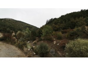 Muratdere köyüne ‘bal ormanı tesisi’ yapılacak