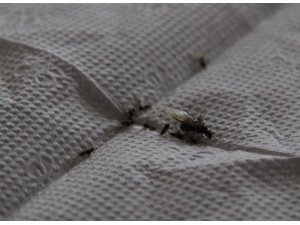 Bingöl’de ilçeyi istila eden böceklerin kanatlı karınca olduğu anlaşıldı