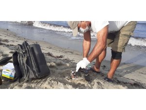 Kuşadası’nda ölen yeşil kaplumbağa sahile vurdu