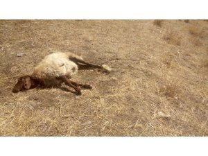 Kurtlar sürüye saldırdı: 30 koyun telef, 50’si kayıp