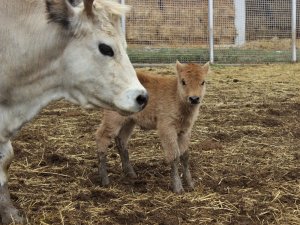 Klon sığır ailesi sürü oldu...Yeni dünyaya gelen yavru ilgi odağı