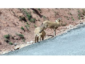 Erzincan - İliç yolunda yaban keçileri yol kenarına indi
