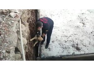 Temele sıkışan köpek kurtarıldı