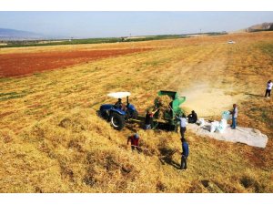 Yeşilyurt’ta tarımsal üretim ve AR-GE sahasında kuru fasulye hasadı
