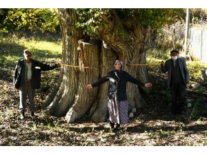 Dünyanın en yaşlı armut ağacı Artvin’de tespit edildi