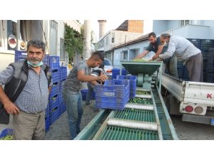 Burhaniye’de Tarım Kredi Kooperatifi zeytin alımına başladı