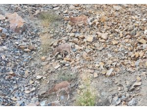 Artvin’de dağ keçileri görüntülendi