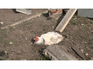 Bursa’da yumurtasını çalan yavru köpeği pompalı tüfekle vurarak öldürdü