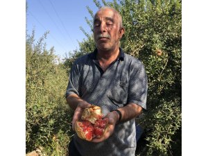 Suriye sınırında nar hasadı başladı