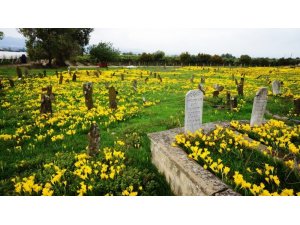 Asırlık mezarlığı sarı zambaklar kapladı