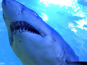 Avustralya'da yine köpekbalığı saldırısı